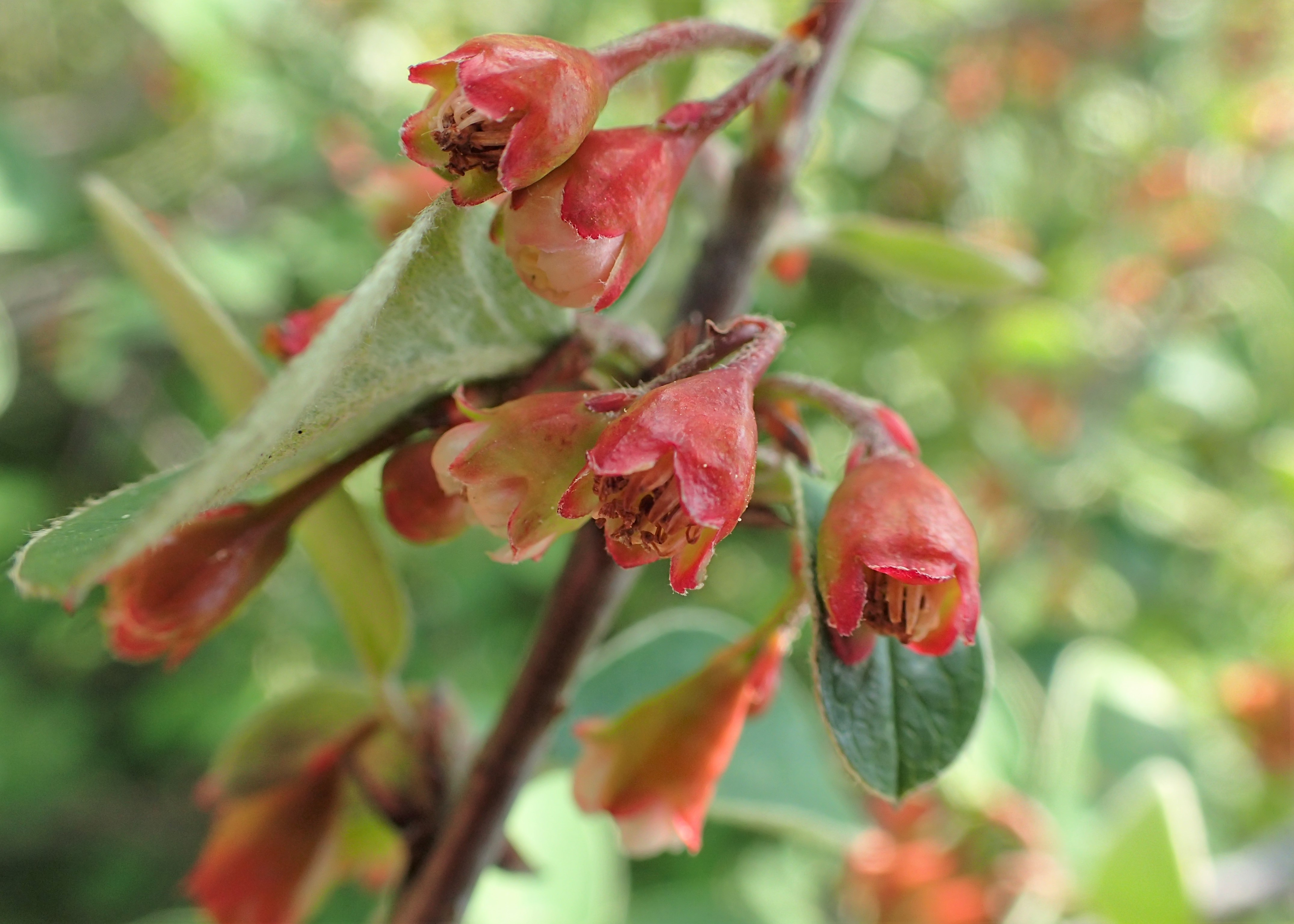 Gewöhnliche Zwergmispel Cotoneaster integerrimus Bienenroute